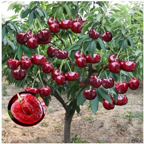 ๐75K+ SOLD! ๐ณCherry Tree Seeds โ Delicious, Fresh Cherries Await!(๐ฟ99% Germination)