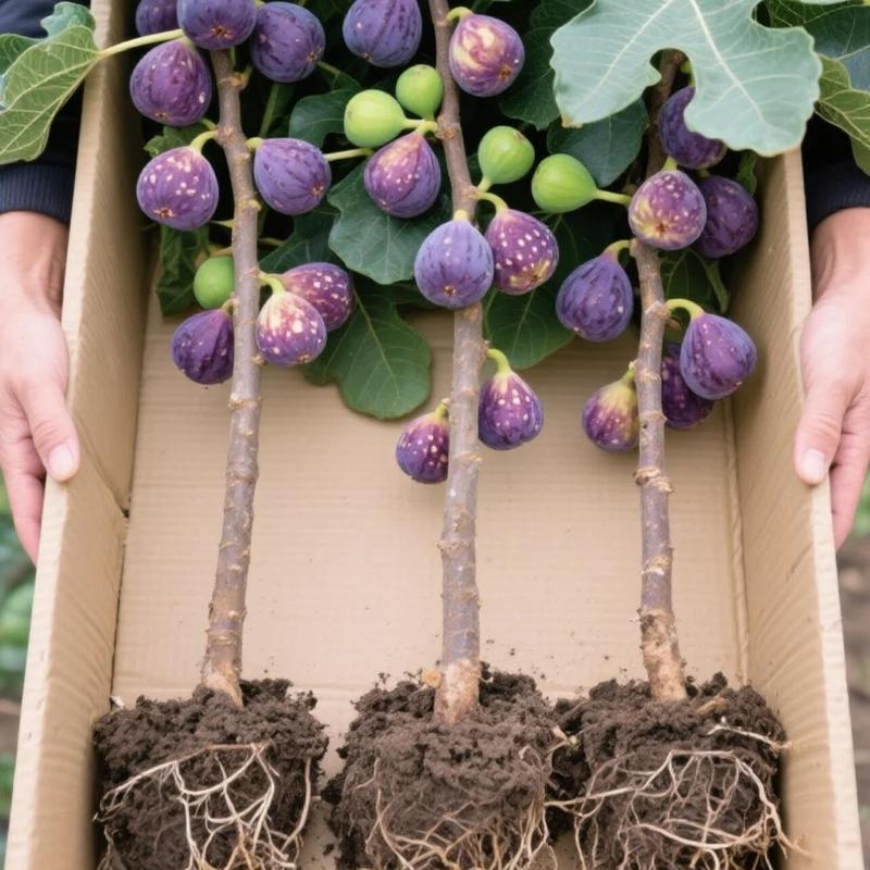 🏆65K+ SOLD!🌿Fig Seeds– America's Favorite Fig for Patio & Container Gardening! Easy to Grow, Sweet Harvest.