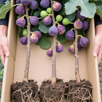 🏆65K+ SOLD!🌿Fig Seeds– America's Favorite Fig for Patio & Container Gardening! Easy to Grow, Sweet Harvest.