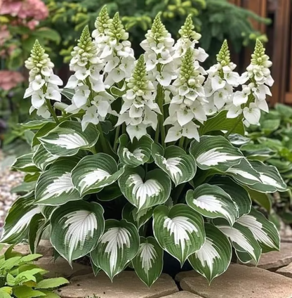 🌟Spring & Winter Growing🍃Premium Rare Hosta Seeds🌿Perfect For Cut Flowers【98% Germination Rate】