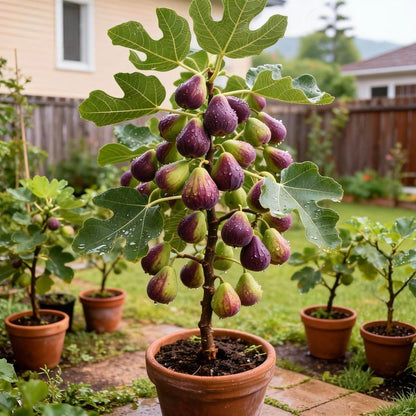 🏆65K+ SOLD!🌿Fig Seeds– America's Favorite Fig for Patio & Container Gardening! Easy to Grow, Sweet Harvest.