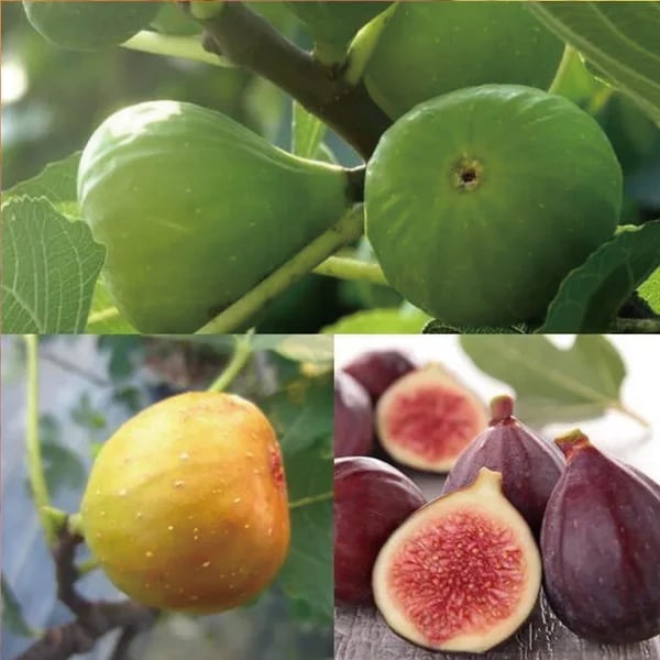 🏆65K+ SOLD!🌿Fig Seeds– America's Favorite Fig for Patio & Container Gardening! Easy to Grow, Sweet Harvest.