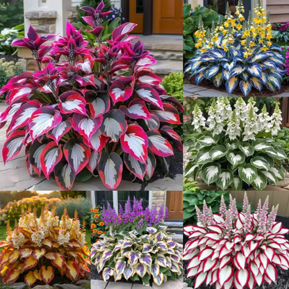 🌟Spring & Winter Growing🍃Premium Rare Hosta Seeds🌿Perfect For Cut Flowers【98% Germination Rate】