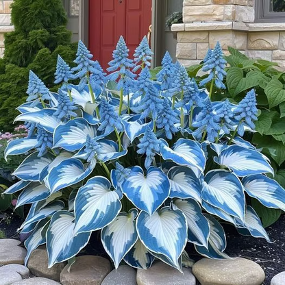 🌟Spring & Winter Growing🍃Premium Rare Hosta Seeds🌿Perfect For Cut Flowers【98% Germination Rate】