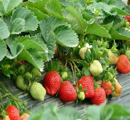 Exclusive Offer💥All-year-round strawberry seeds🍓