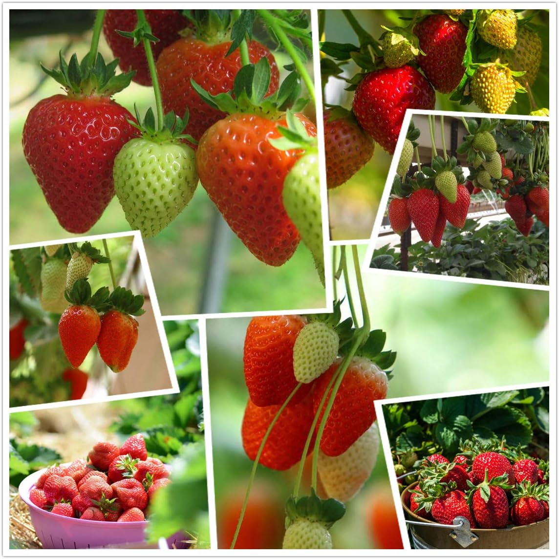 Exclusive Offer💥All-year-round strawberry seeds🍓