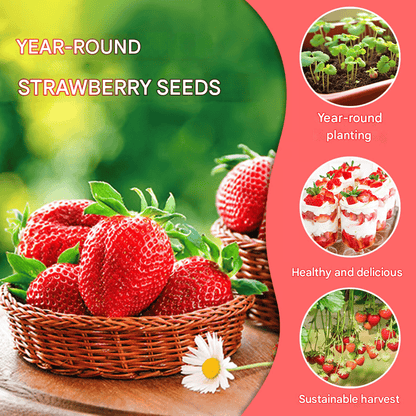 Exclusive Offer💥All-year-round strawberry seeds🍓