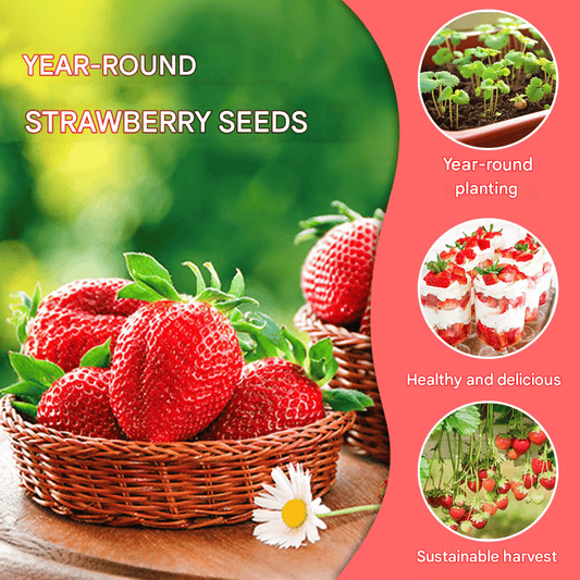 Exclusive Offer💥All-year-round strawberry seeds🍓