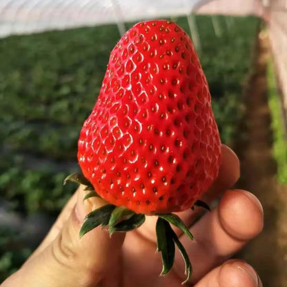 Exclusive Offer💥All-year-round strawberry seeds🍓