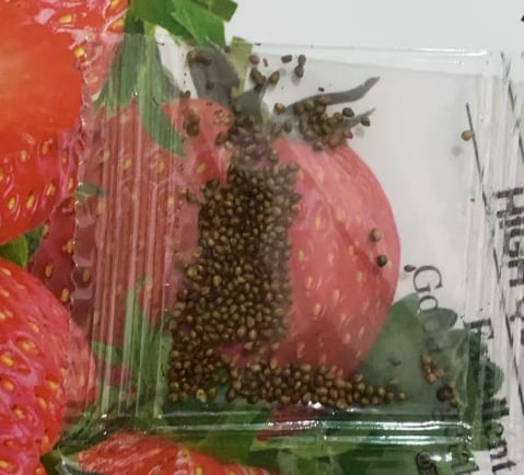 Exclusive Offer💥All-year-round strawberry seeds🍓