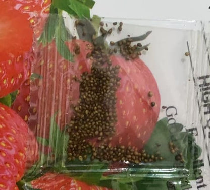 Exclusive Offer💥All-year-round strawberry seeds🍓