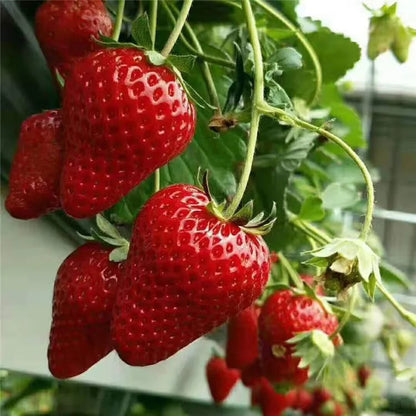 Exclusive Offer💥All-year-round strawberry seeds🍓