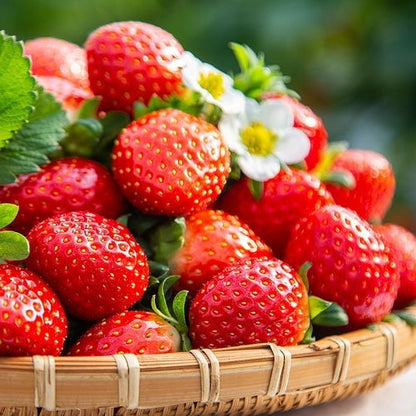 Exclusive Offer💥All-year-round strawberry seeds🍓