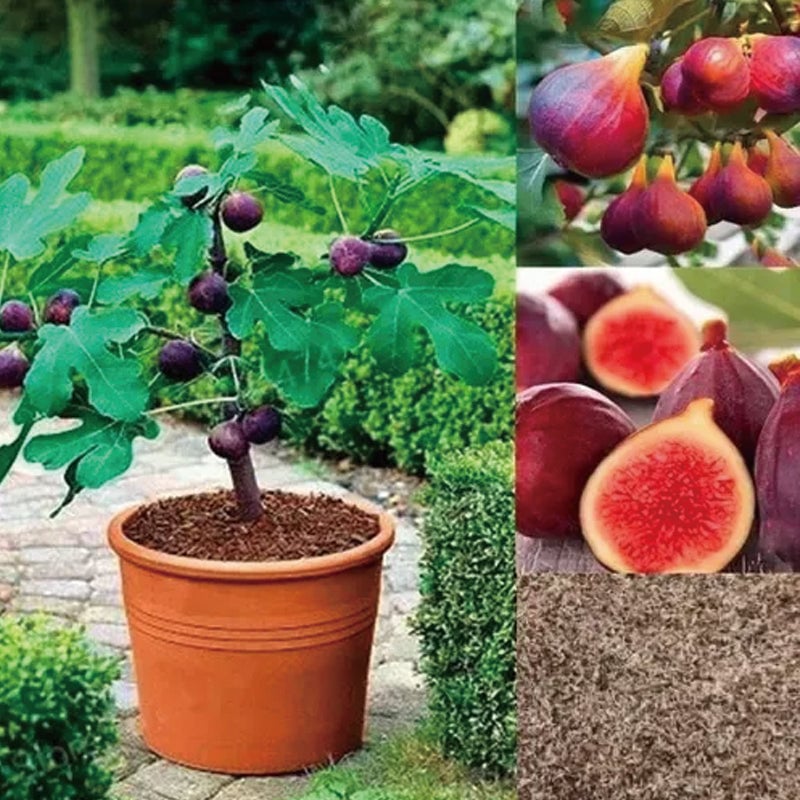 🏆65K+ SOLD!🌿Fig Seeds– America's Favorite Fig for Patio & Container Gardening! Easy to Grow, Sweet Harvest.