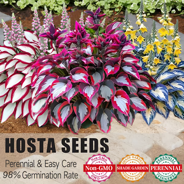🌟Spring & Winter Growing🍃Premium Rare Hosta Seeds🌿Perfect For Cut Flowers【98% Germination Rate】