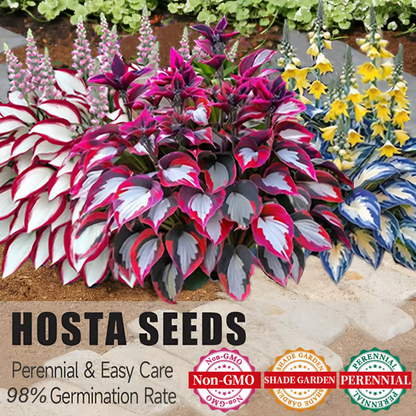 🌟Spring & Winter Growing🍃Premium Rare Hosta Seeds🌿Perfect For Cut Flowers【98% Germination Rate】