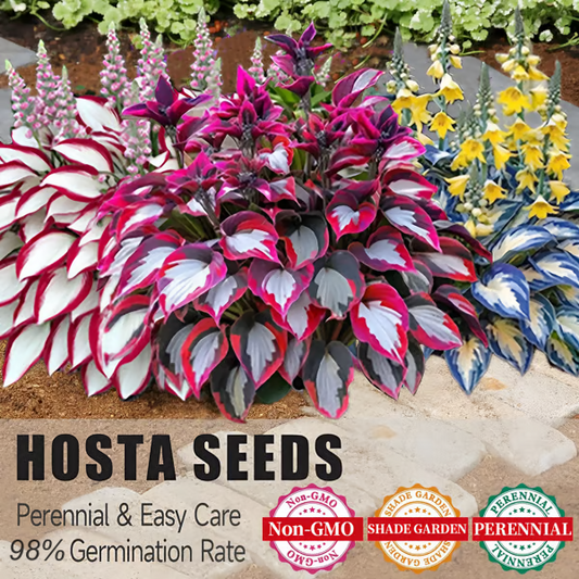 🌟Spring & Winter Growing🍃Premium Rare Hosta Seeds🌿Perfect For Cut Flowers【98% Germination Rate】